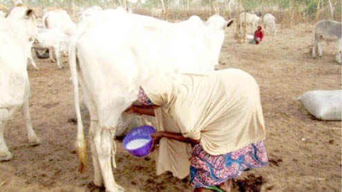 Insecurity: Food production declines as commercial farms close