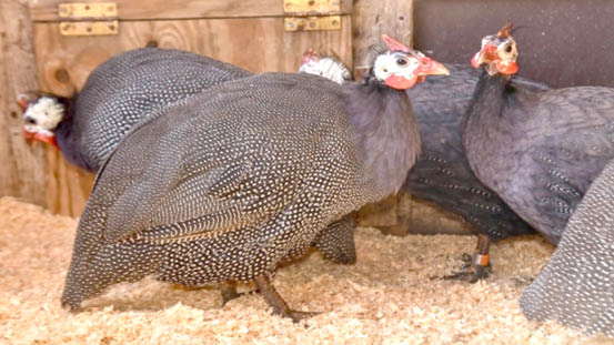 How to house guinea fowl