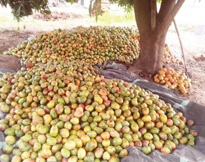 How mango season in Benue boosts consumption, income