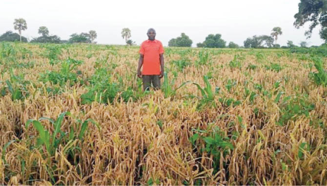 How smallholder farmers in Benue are picking up