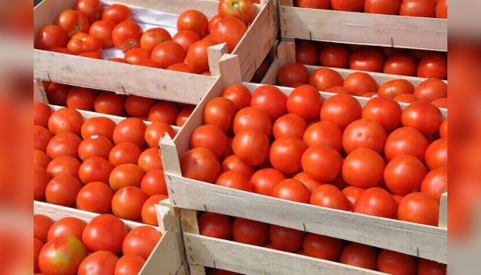 Farmer: I earn N7m annually from growing tomato, pepper