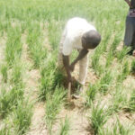 a farmer working on his farm