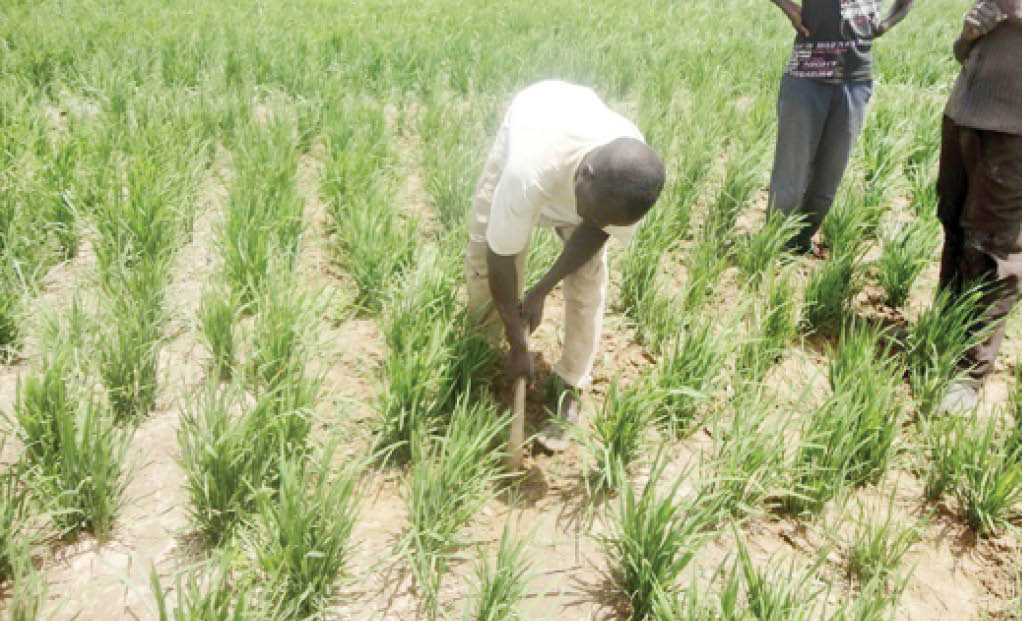 a farmer working on his farm