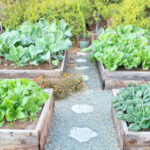 backyard vegetable farm