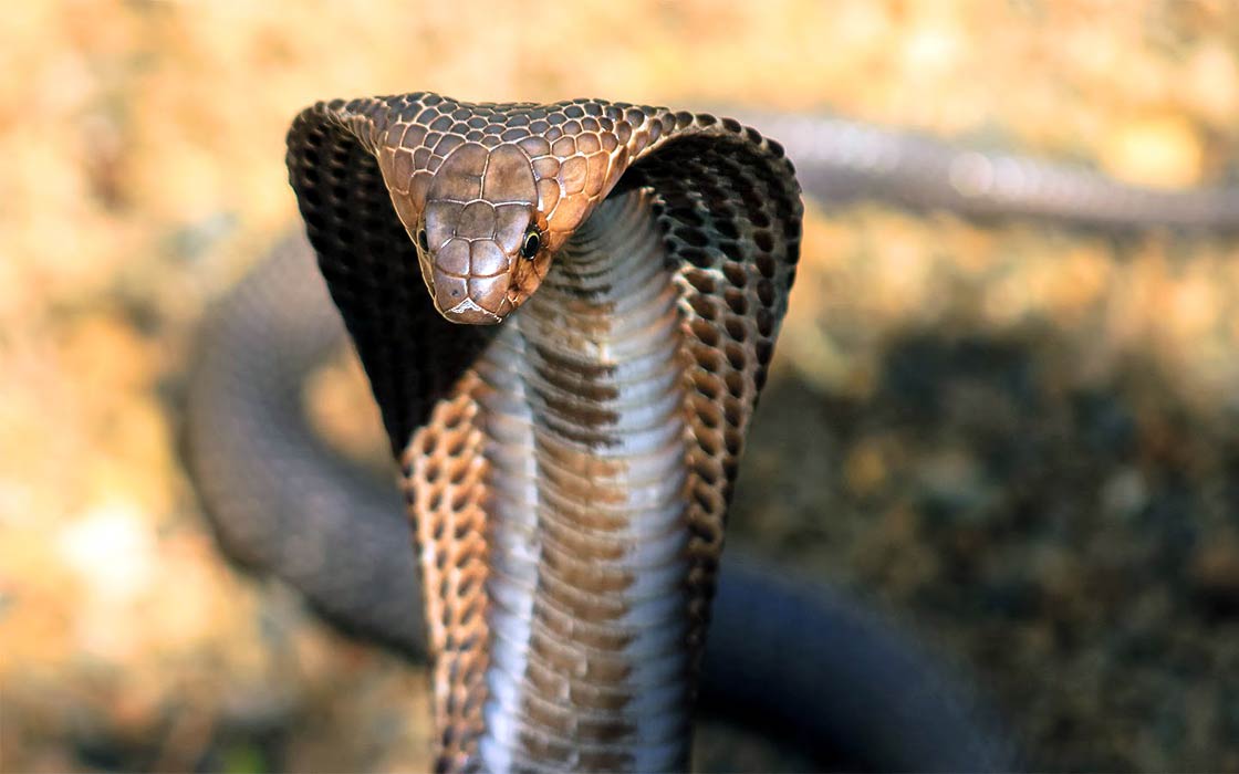 NDLEA discovers snake-guarded shrine used to store illicit drugs ...