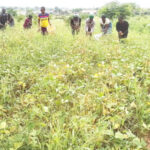 farmers picking cowpea in one of the farms