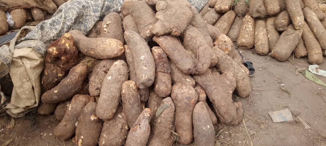 Kaduna residents abandon Yam as 100 tubers sell for N1m