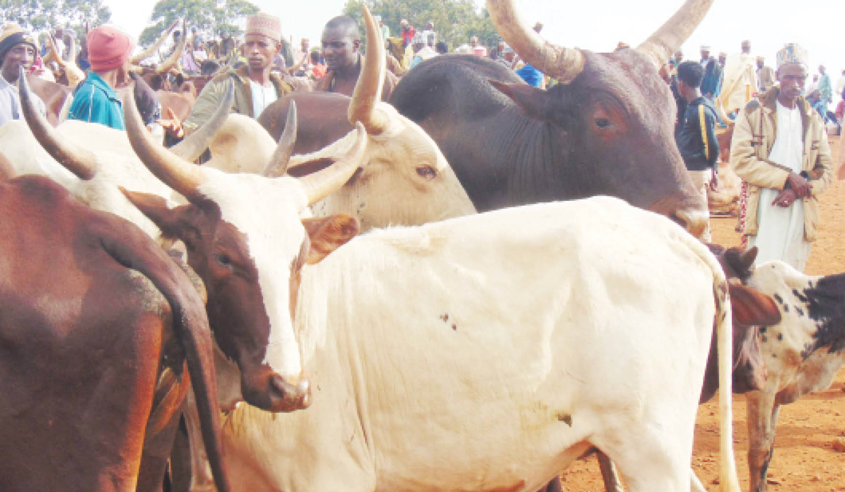 Mambilla: The story of non-Fulani cattle rearers