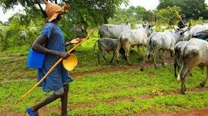 3 killed, 8 injured in renewed farmer-herder clashes in Adamawa