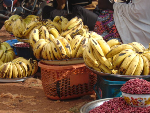 mambilla plateau produces varieties of fruits all year round