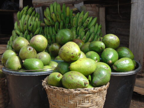 pear fruit