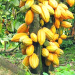 a cocoa farm