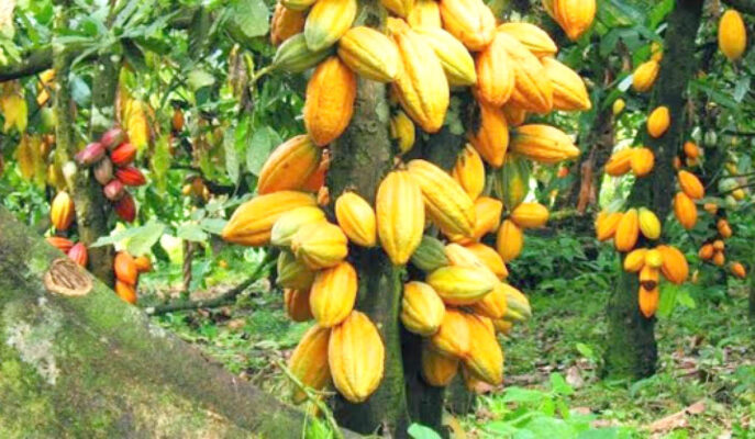 a cocoa farm