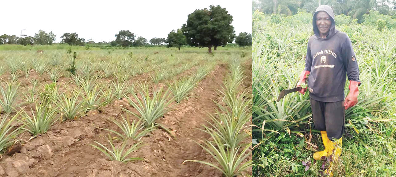 a pineable farm