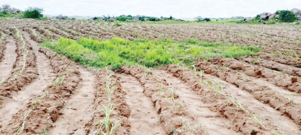 an acha farm in riyom, plateau state