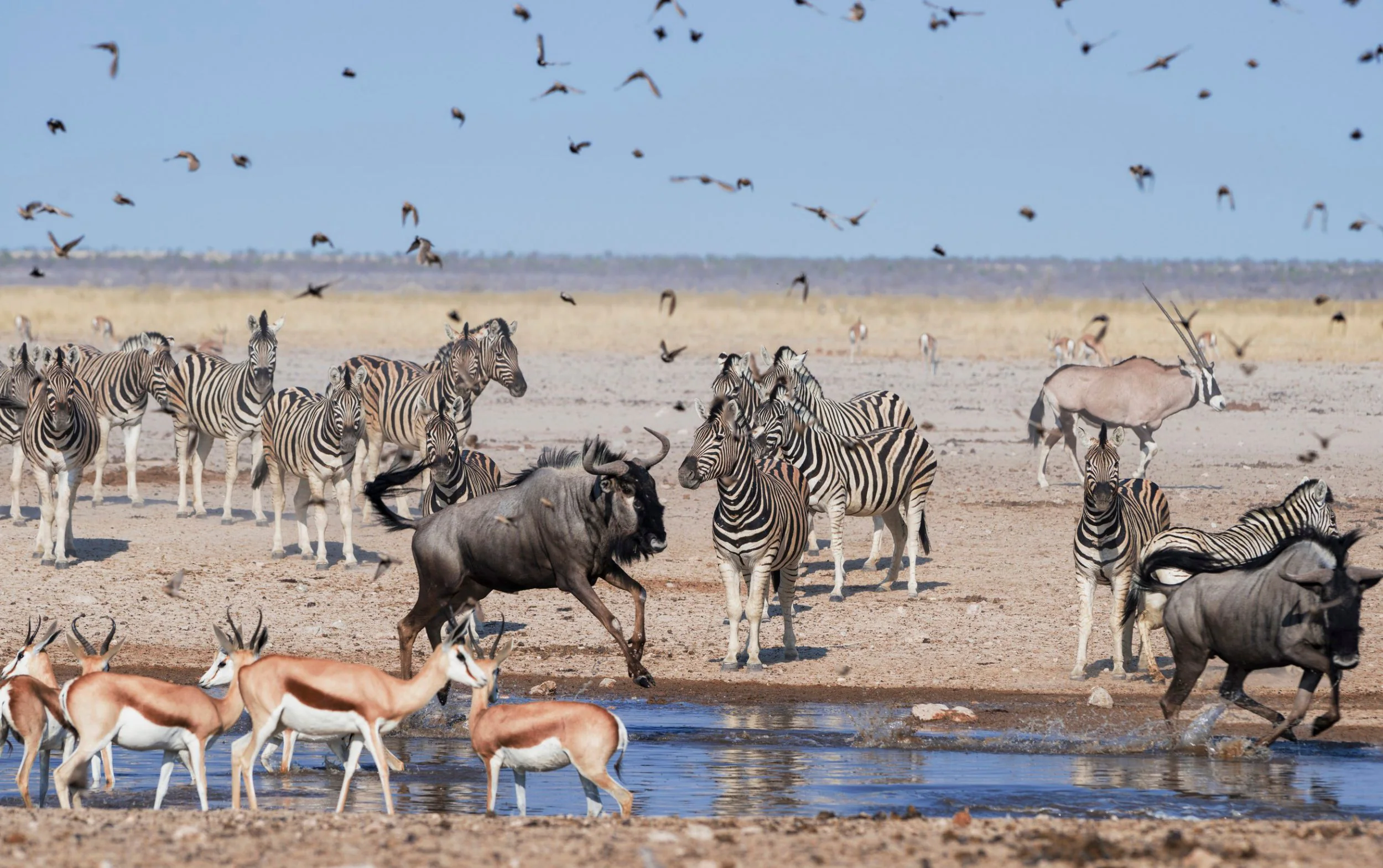 Hunger: Namibia plans to kill more than 700 animals to feed citizens