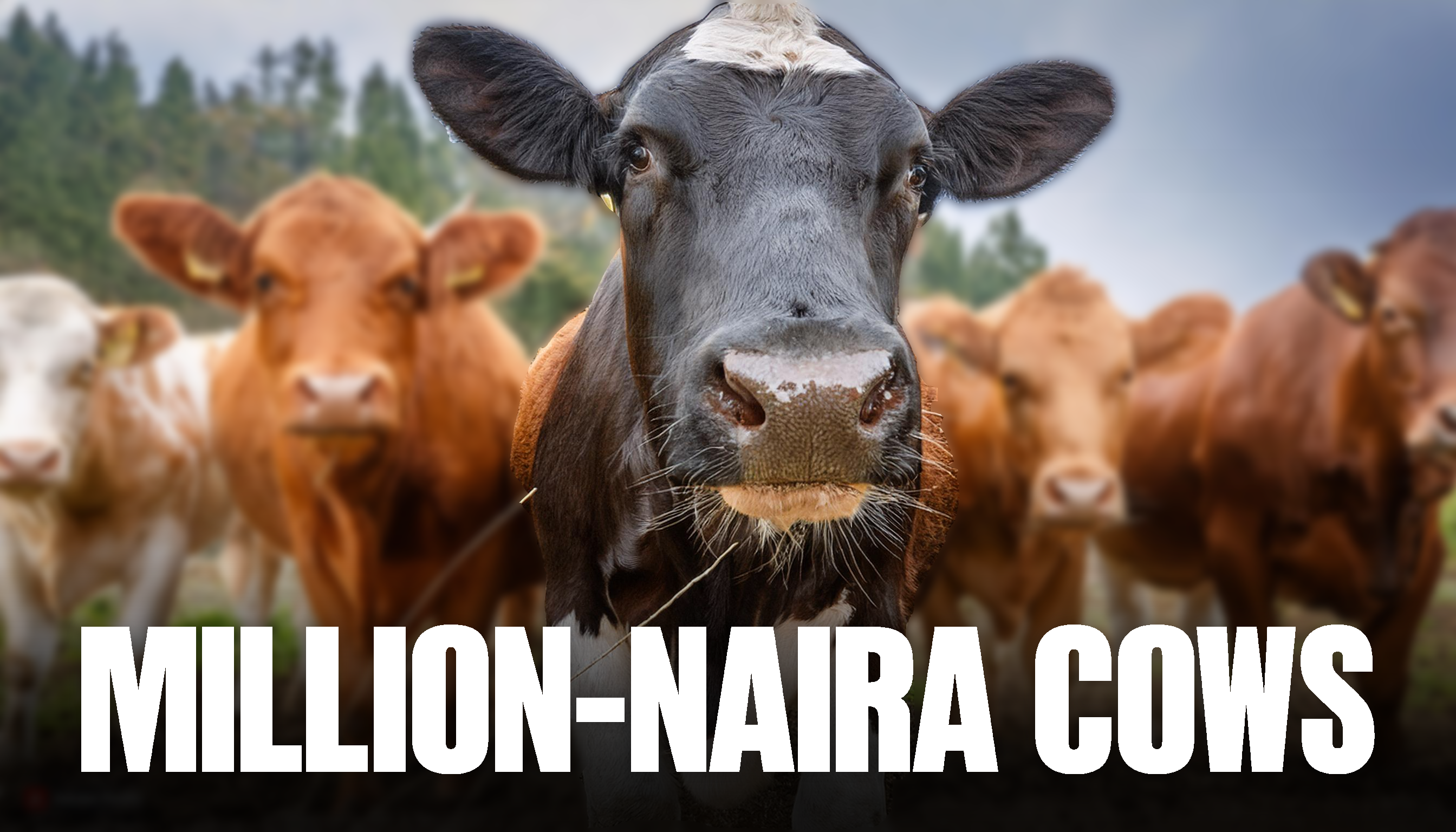 Keffi Cattle Market: Why Cows are Selling for 1 Million Naira and Up