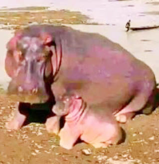 Hippopotamus kills Kebbi emir’s guard