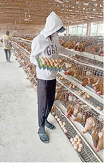 More problems for Plateau poultry industry as business continues to crumble