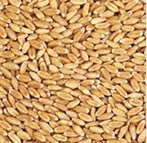 ‘Ukraine, Sudan wars trigger wheat seed shortage in Gombe’