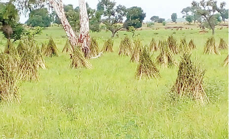 Attractive price: Taraba farmers engage in sesame irrigation farming