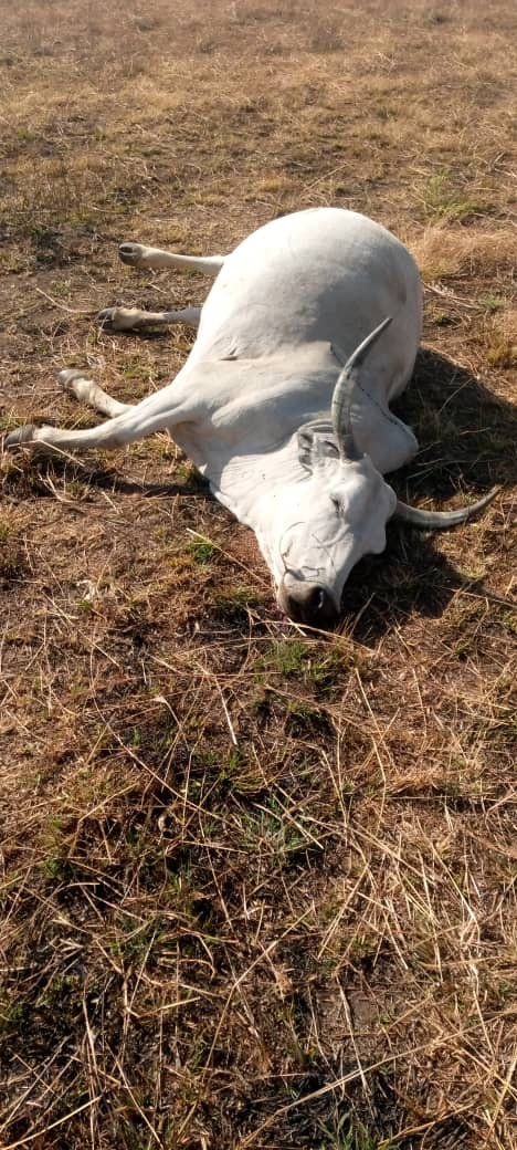 Gunmen attack herders, kill cattle in Plateau 