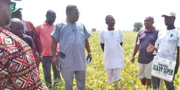 New cowpea variety shows prospect for multi-crop revolution