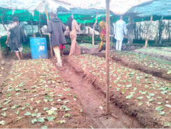 Yam leave-bud cuttings have better yield advantage—IITA