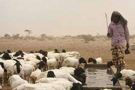 A livestock-centred strategy will ensure peace, development in North West