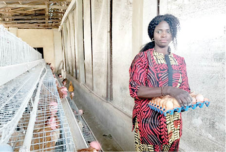 Poultry farmers explore options as cost of feed rises