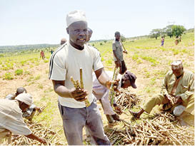 New cassava growing method transforming Kaltungo communities