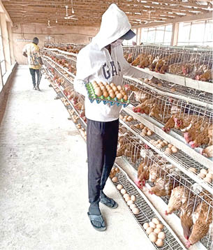 Assist poultry farmers, processors — Jega’s report