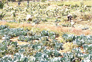 Climate change, soaring inputs threaten Plateau irrigation farmers