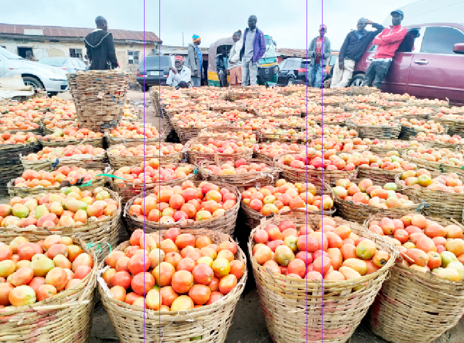 Tomato farmers groan as prices crash amidst harvest