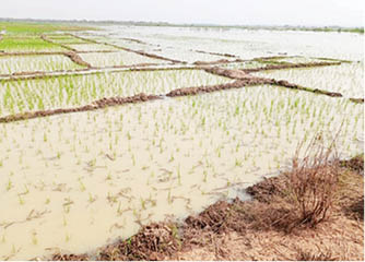 We lost investments, livelihood to flood — Kwara rice farmers