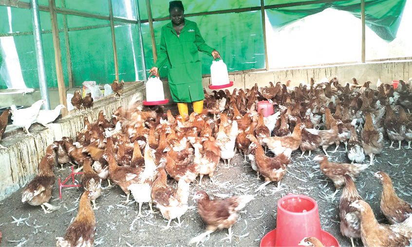 How to protect your poultry from avian influenza