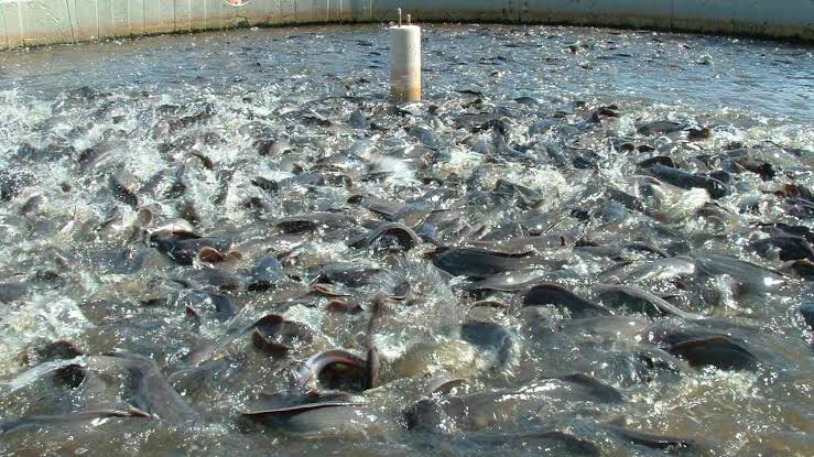 Ministries partner to boost fish production, others