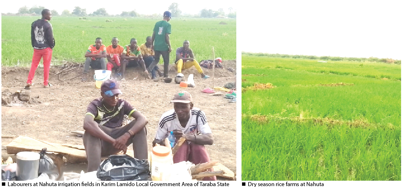 Spike in cost of irrigation lands as farmers flock Taraba