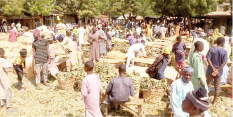 African Star Apple: Sheer delight amongst northerners