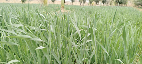 Plateau wheat farmers hopeful for better harvest