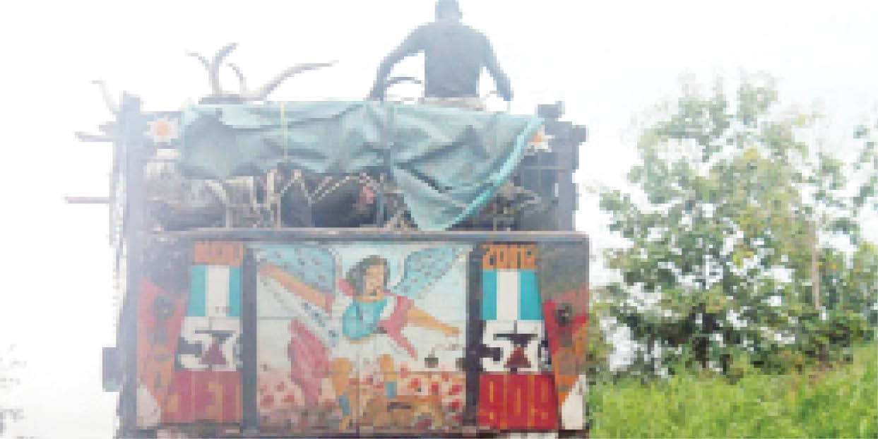 file photo of a truck conveying cattle to the south east