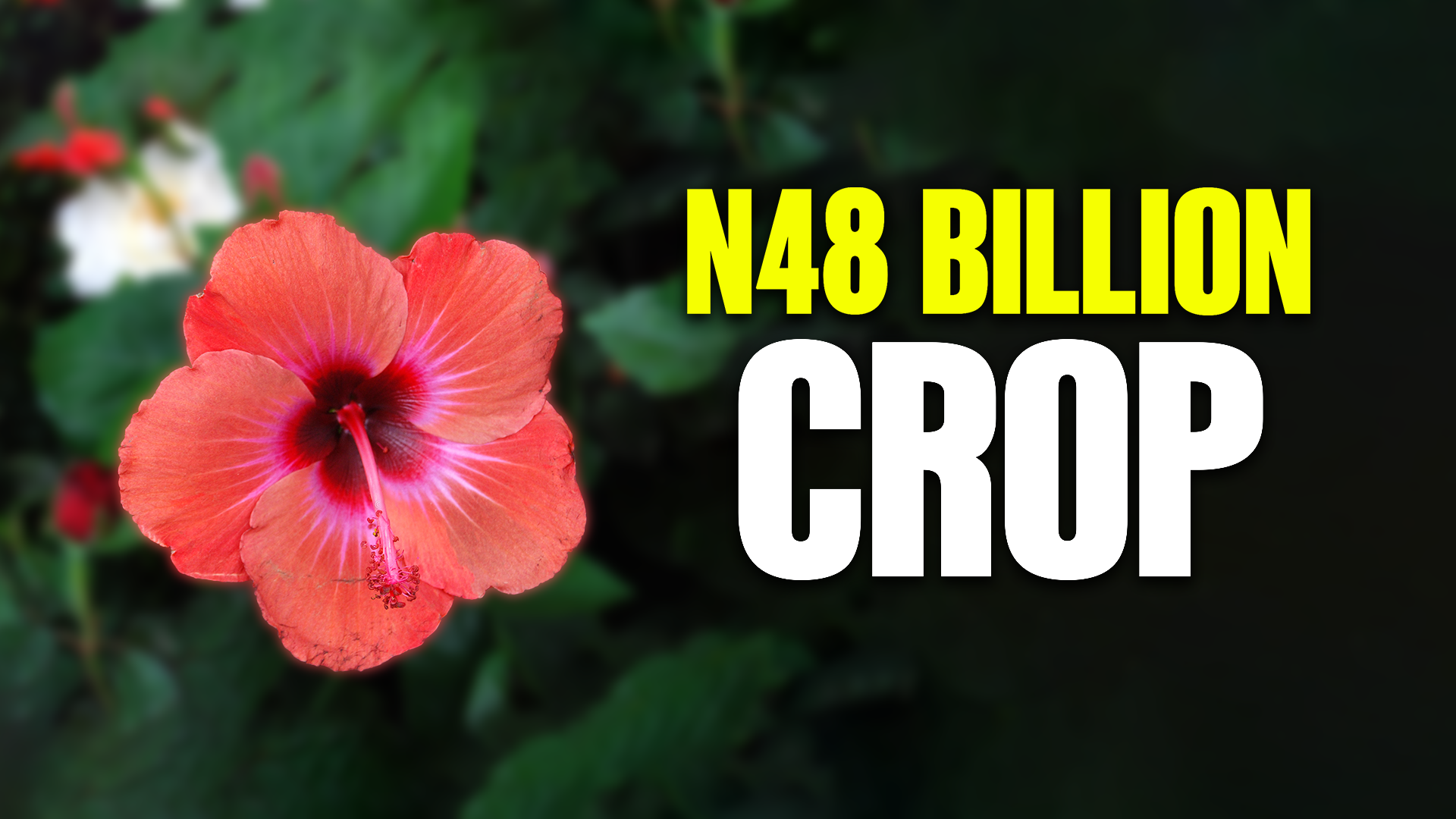 Hibiscus Export: Exploring Nigeria’s Billion Naira Crop